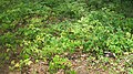 Seedlings of beech and maple in a beech–maple forest, Johnson City, TN