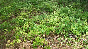 Maple Beech Community Seedlings.jpg