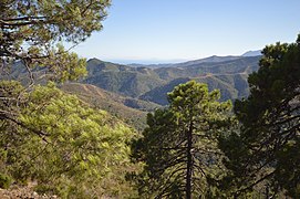 Maritime Pine, Sierra de las Nieves DSC 0298.jpg