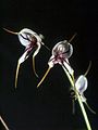 Masdevallia caloptera