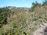 ]] (Vallès Occidental, Bages, Vallès Oriental) (Mura, Sant Llorenç Savall, Matadepera i altres). This is a a photo of a natural area in Catalonia, Spain, with id: ES510002 Object location 41° 40′ 12″ N, 1° 59′ 24″ E  View all coordinates using: OpenStreetMap