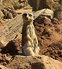 Auckland Zoo, 2018, close up of a Meerkat in lookout position Meercat 2018 Auckland Zoo.jpg