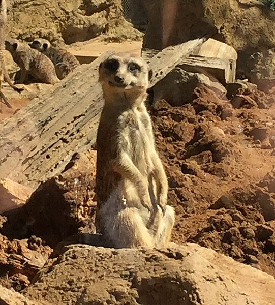 File:Meercat 2018 Auckland Zoo.jpg