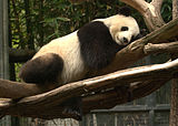Großer Panda: Merkmale, Name, Verbreitung und Lebensraum