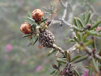 fruit Melaeluca concinna fruit.jpg