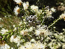 Melaleuca halmaturorum (yapraklar, çiçekler, meyveler).JPG