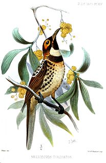 <span class="mw-page-title-main">Ornate melidectes</span> Species of bird