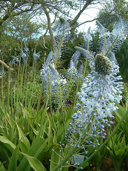 File:Merwilla plumbea KirstenboschBotGard09292010KL.JPG