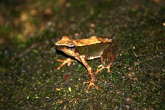 Lateral view