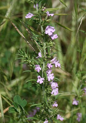 Micromeria graeca