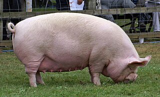 <span class="mw-page-title-main">Middle White</span> British breed of pig