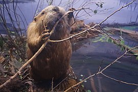 Milwaukee Public Museum March 2023 78 (Wisconsin Mammals--Beaver Pond, Northern Wisconsin Woodlands).jpg