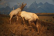 Montane Forest: American Elk