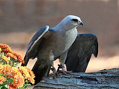 Description de l'image Mississippi Kite RWD3.jpg.