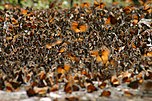Monarchfalter saugen am Boden; Morelia, Mexiko