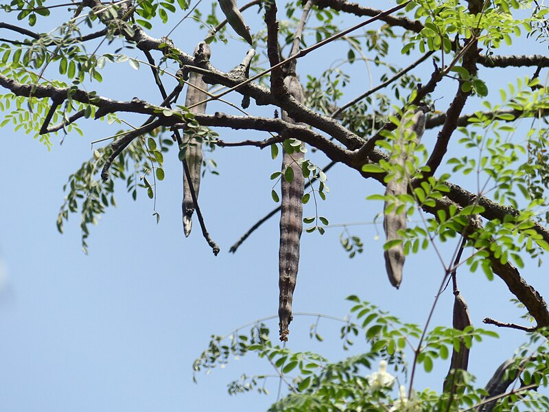 File:Moringa oleifera Lam. (33904745658).jpg