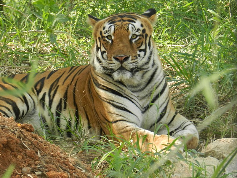 File:Mr. Photogenic Bengal tiger.jpg