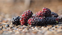 Mullberries Mullberry (14130971180).jpg