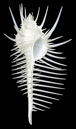 Murex pecten Shell 3. jpg