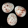 * Nomination eggs of spotted flycatcher tyrrhenica - Oeufs de Gobemouche gris tyrrhenica --Ercé 10:01, 25 February 2024 (UTC)  Support Good quality. --Poco a poco 10:37, 25 February 2024 (UTC) * Promotion {{{2}}}