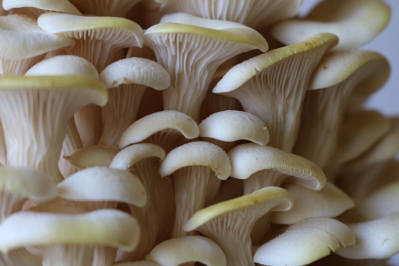 File:Mushroom Reference -185.jpg
