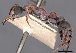 Myrmecia harderi