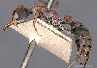 <i>Myrmecia harderi</i> Species of ant