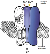 Diagram of nicotinic receptor (Acetylcholine receptor) NACh receptor.PNG