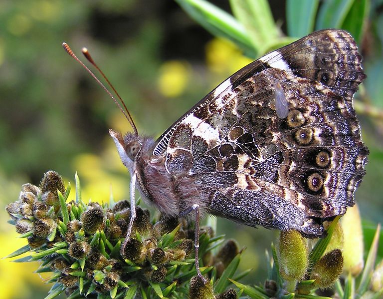 File:NZ Red Admiral (Vanessa gonerilla)-5.jpg