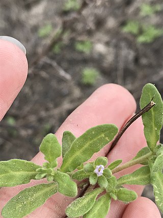 <i>Nama stenocarpa</i> Species of flowering plant