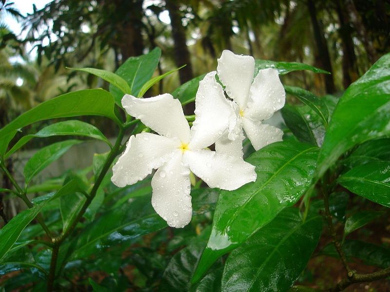 File:Nandyaarvattam.JPG