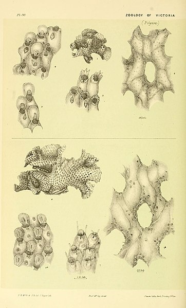 File:Natural history of Victoria (Pl. 98) (5998293365).jpg