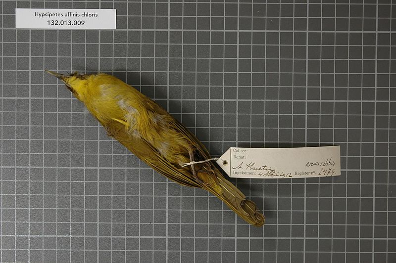 File:Naturalis Biodiversity Center - RMNH.AVES.126614 2 - Hypsipetes affinis chloris (Finsch, 1862) - Pycnonotidae - bird skin specimen.jpeg