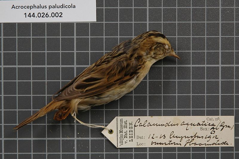 File:Naturalis Biodiversity Center - RMNH.AVES.139101 1 - Acrocephalus paludicola (Vieillot, 1817) - Sylviidae - bird skin specimen.jpeg