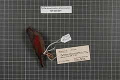 Description de l'image Naturalis Biodiversity Center - RMNH.AVES.160375 1 - Pytilia phoenicoptera phoenicoptera Swainson, 1837 - Estrildidae - bird skin specimen.jpeg.