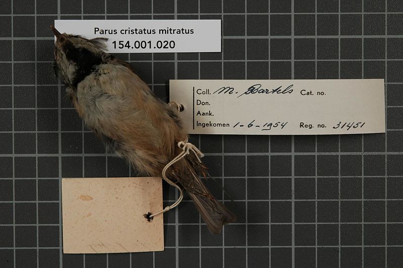 File:Naturalis Biodiversity Center - RMNH.AVES.31451 2 - Parus cristatus mitratus Brehm, 1831 - Paridae - bird skin specimen.jpeg