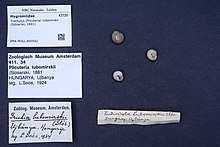 Naturalis Biyoçeşitlilik Merkezi - ZMA.MOLL.400592 - Trochulus (Plicuteria) lubomirskii (Slósarski, 1881) - Hygromiidae - Mollusc shell.jpeg