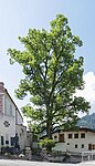 Old lime tree near the Nauders parish church