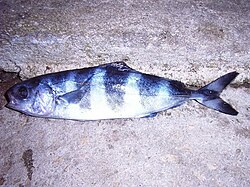 Риба-лоцман, відловлена біля Хорватії