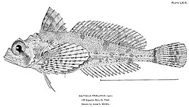 Nautichthys pribilovius