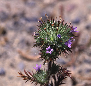 <i>Navarretia</i> Genus of flowering plants