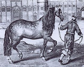 Indgravering fra det 17. århundrede med en grå napolitansk hest