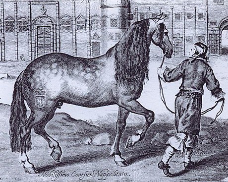 Neapolitan horse