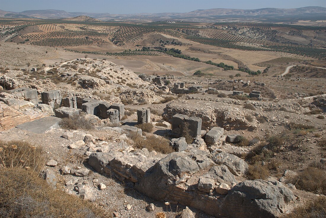 Cyrrhus