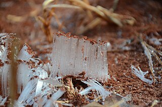 <span class="mw-page-title-main">Needle ice</span> Ice column formed when liquid groundwater rises into freezing air