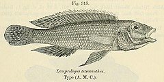 Description de l'image Neolamprologus tetracanthus.jpg.