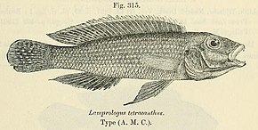 Beschrijving van de Neolamprologus tetracanthus.jpg afbeelding.