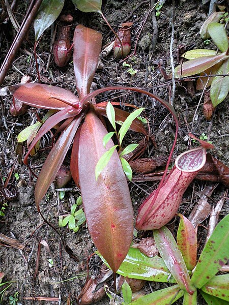 File:Nepenthes benstonei12.jpg