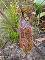 Nepenthes gracilis x Nepenthes rafflesiana.jpg