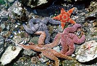 阿拉斯加卡彻马克湾的潮间带岩石之间，各种海星与海胆.